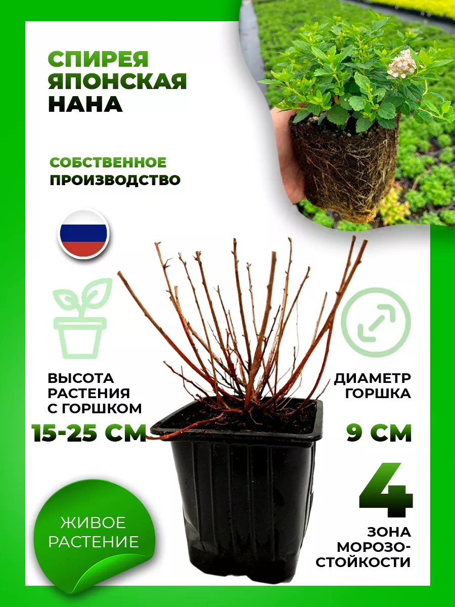 Спирея японская Нана