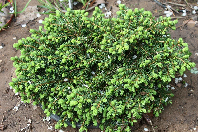 Ель обыкновенная Литтл Гем