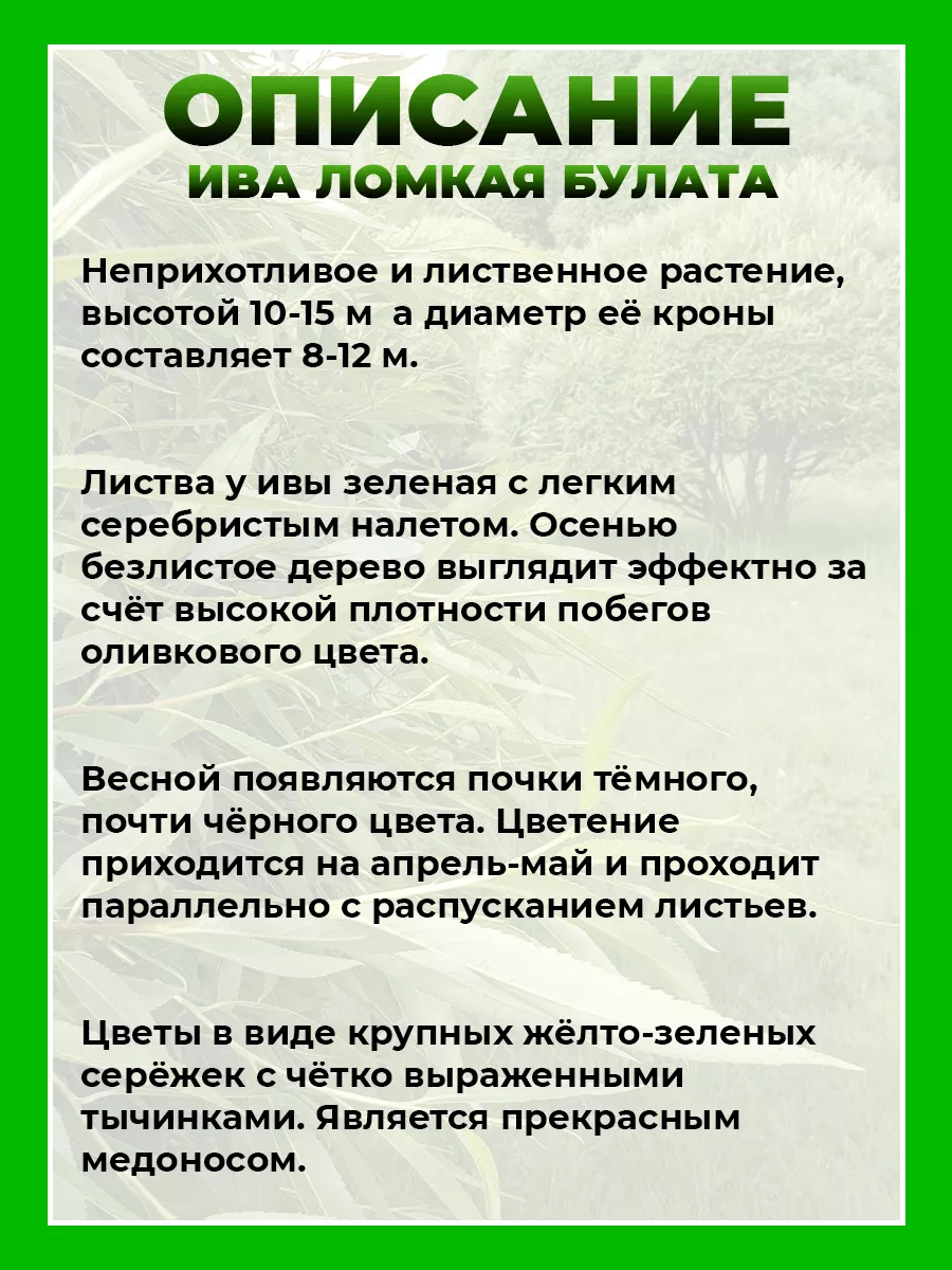 Ива ломкая Булата