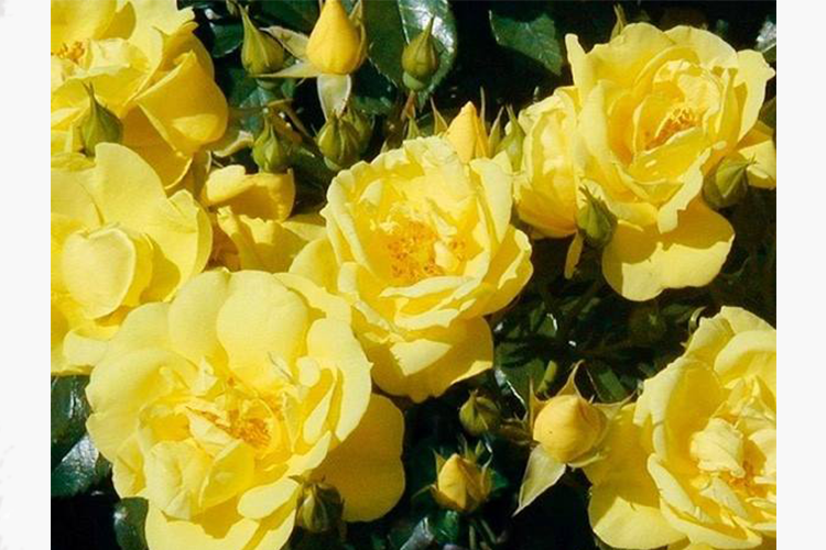 Роза почвопокровная Лоредо (Rosa Loredo) ОКС