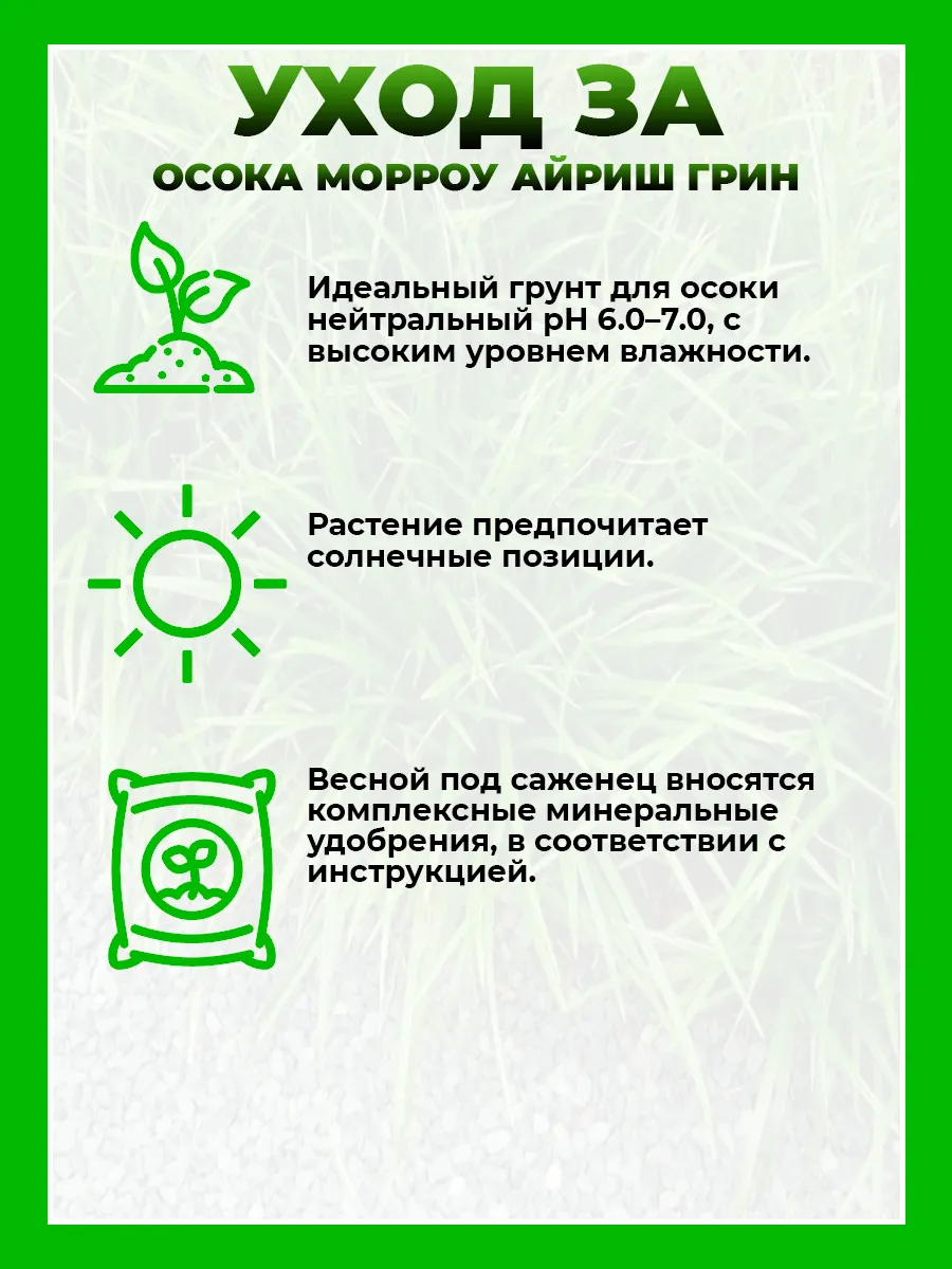 Осока Морроу Айриш Грин