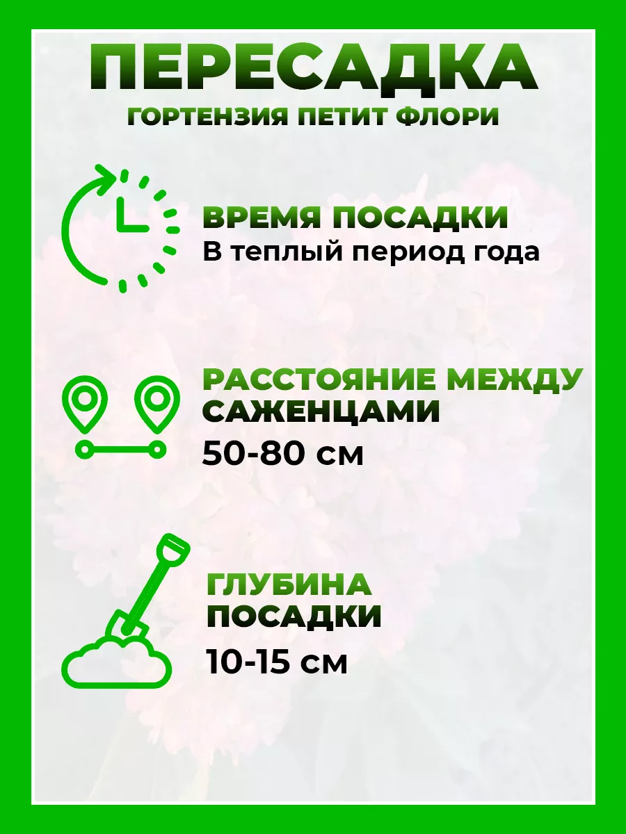 Гортензия метельчатая Петит Флори