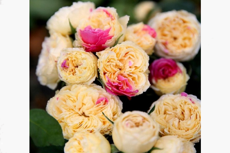 Роза японской селекции Фугетсу (Fugetsu) ОКС