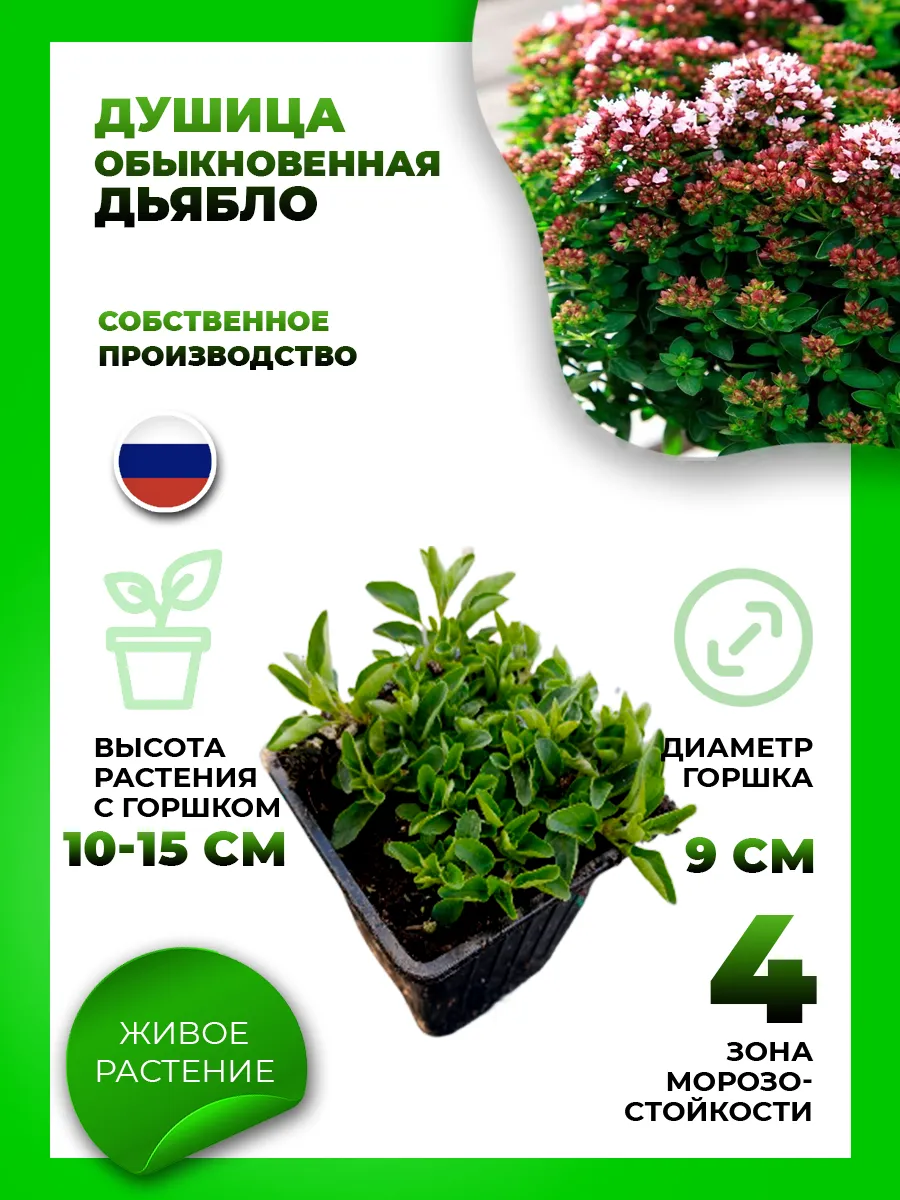 Душица обыкновенная Дьябло