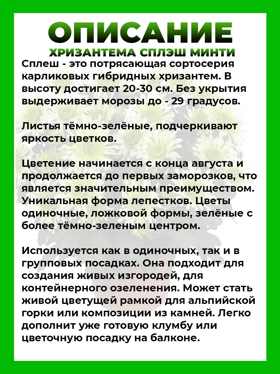 Хризантема крупноцветковая Сплэш Минти