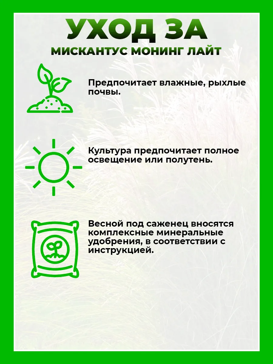 Мискантус китайский Монинг Лайт