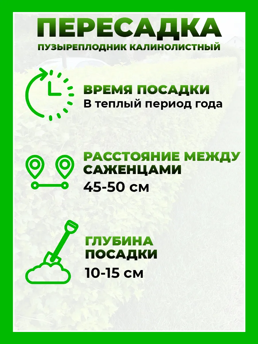 Пузыреплодник калинолистный