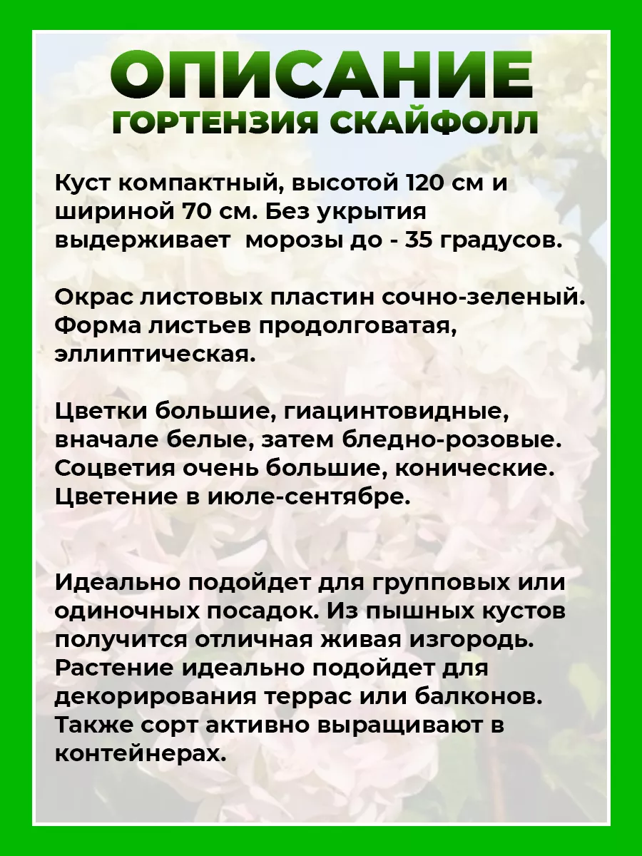 Гортензия метельчатая Скайфолл
