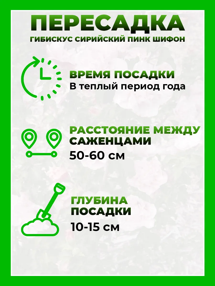 Гибискус сирийский Пинк Шифон