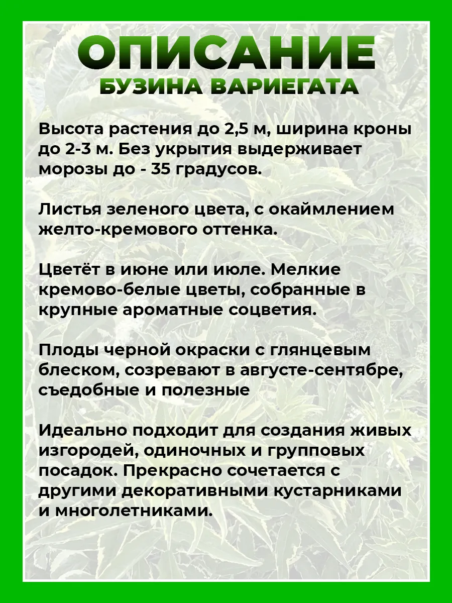 Бузина черная Вариегата