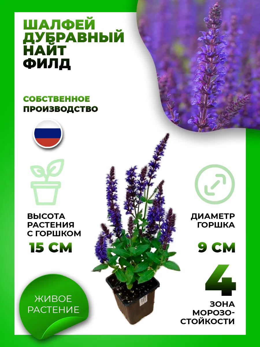 Шалфей дубравный Найт Филд