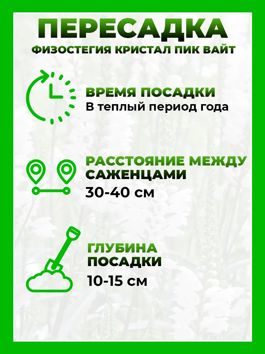 Физостегия виргинская Кристал Пик Вайт