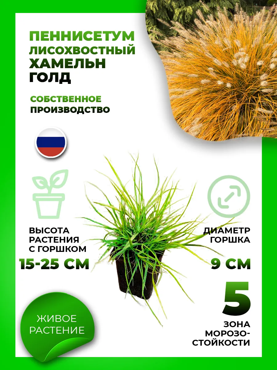 Пеннисетум лисохвостый Хамельн Голд