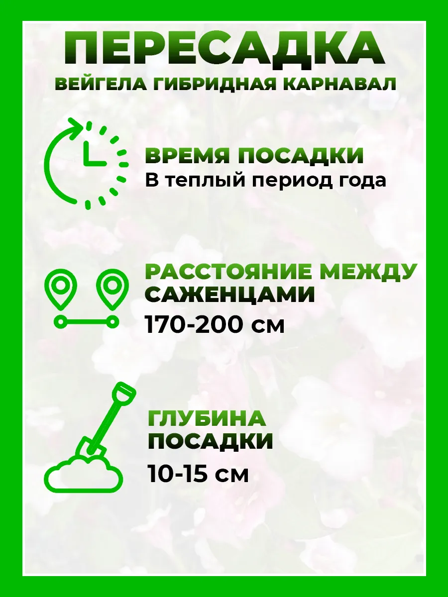 Вейгела цветущая Карнавал
