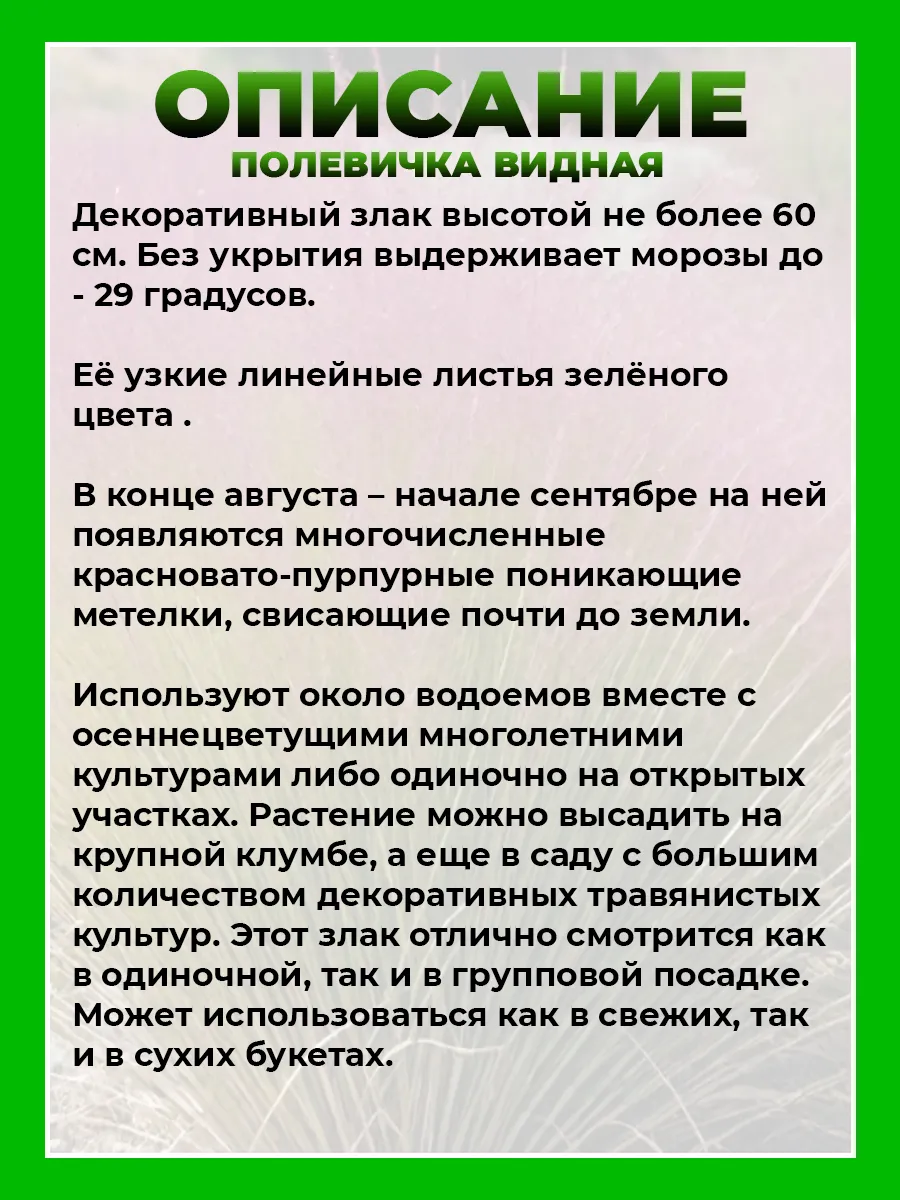 Полевичка видная