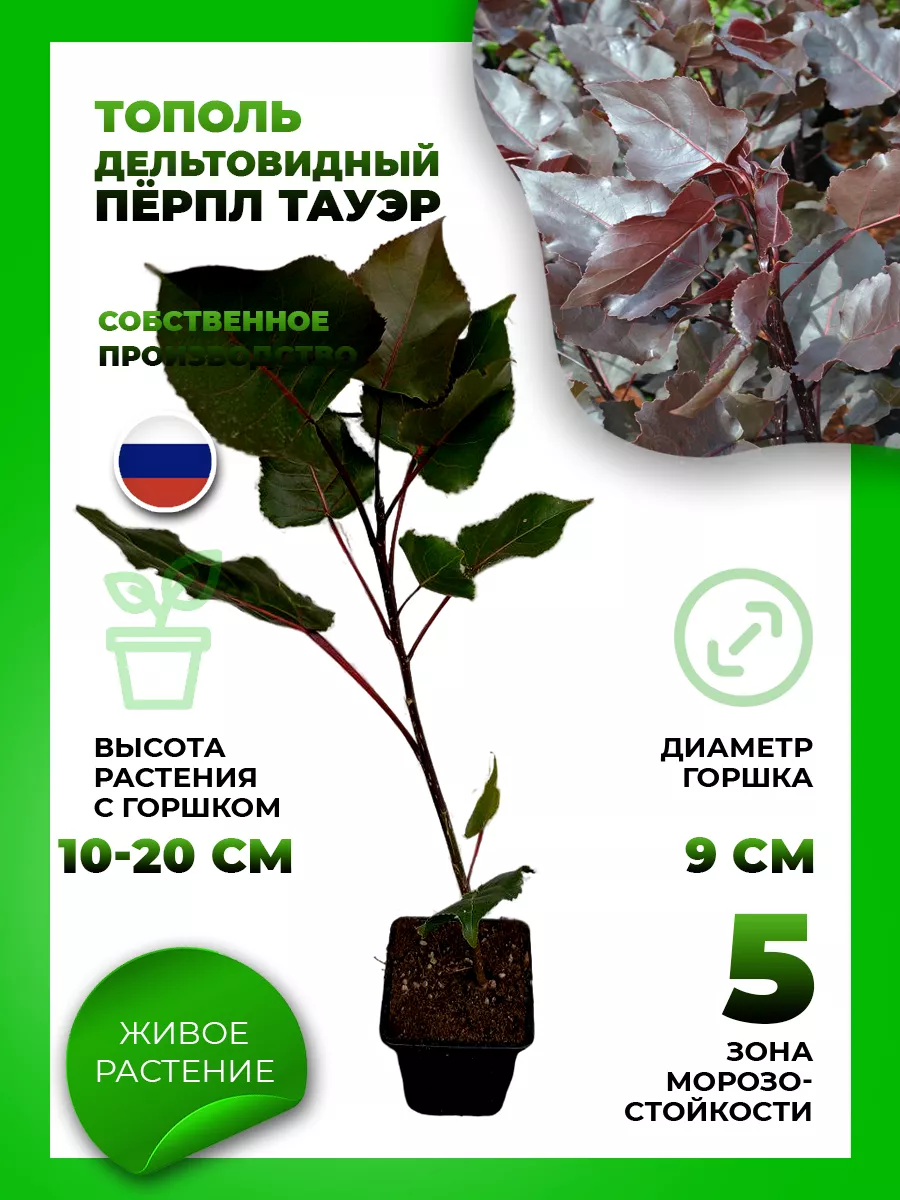 Тополь дельтовидный Перпл Тауэр