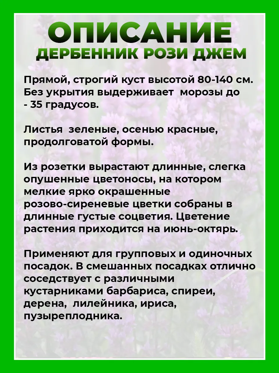 Дербенник иволистный Рози Джем
