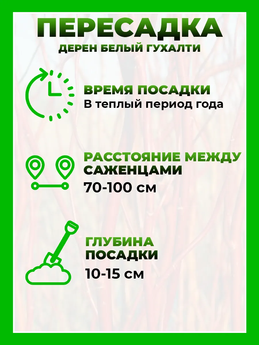 Дерен белый Гухалти