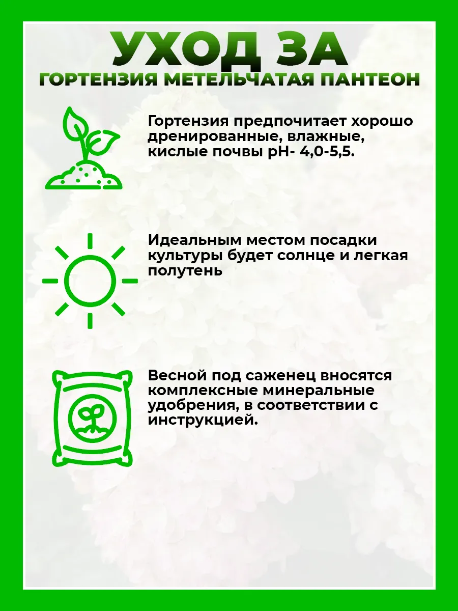 Гортензия метельчатая Пантеон