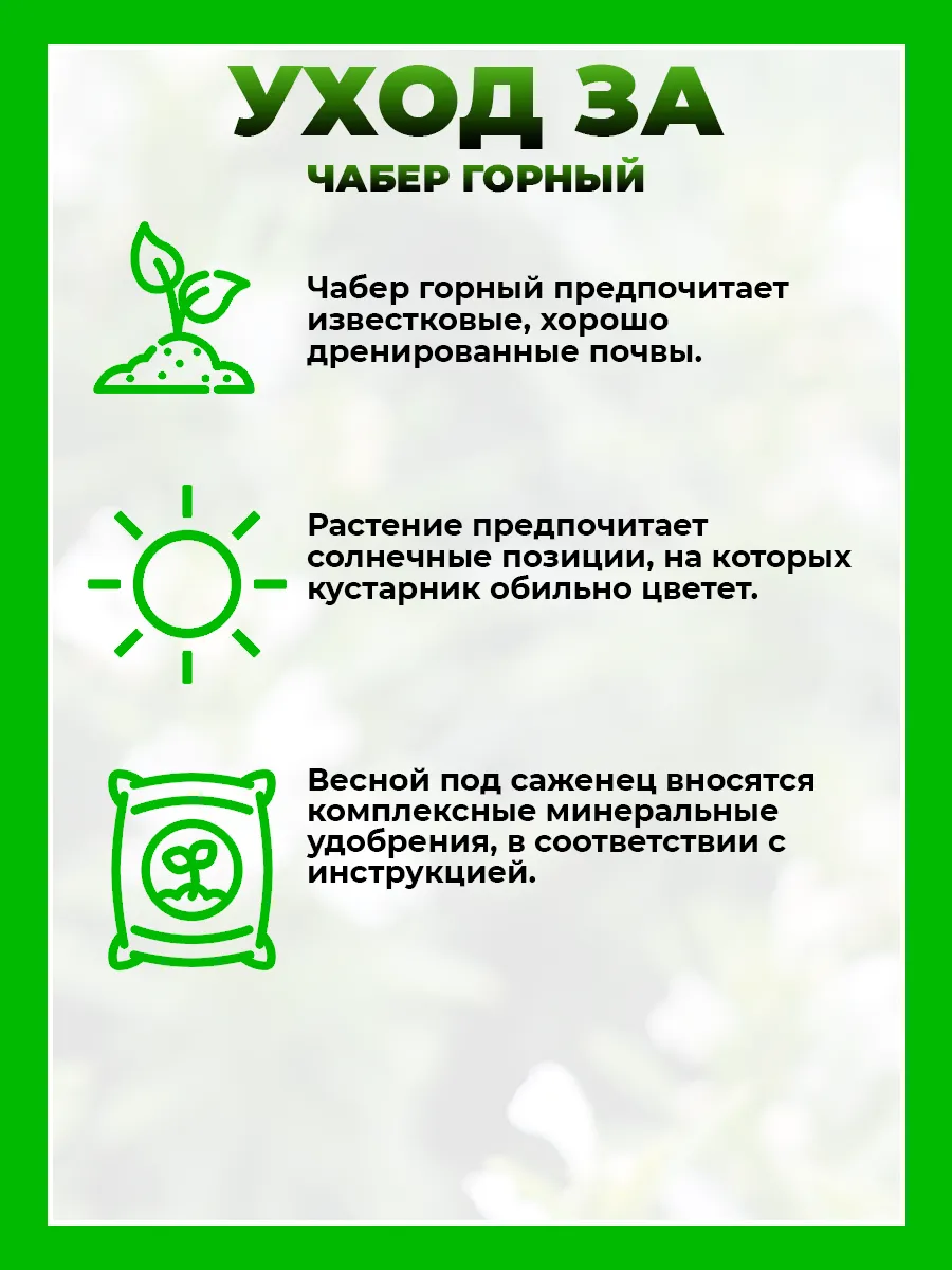 Чабер горный