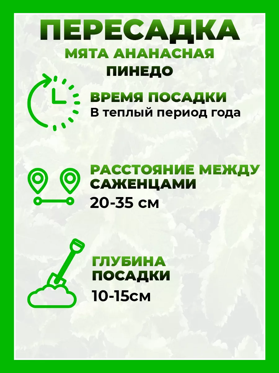 Мята ананасная Пинедо