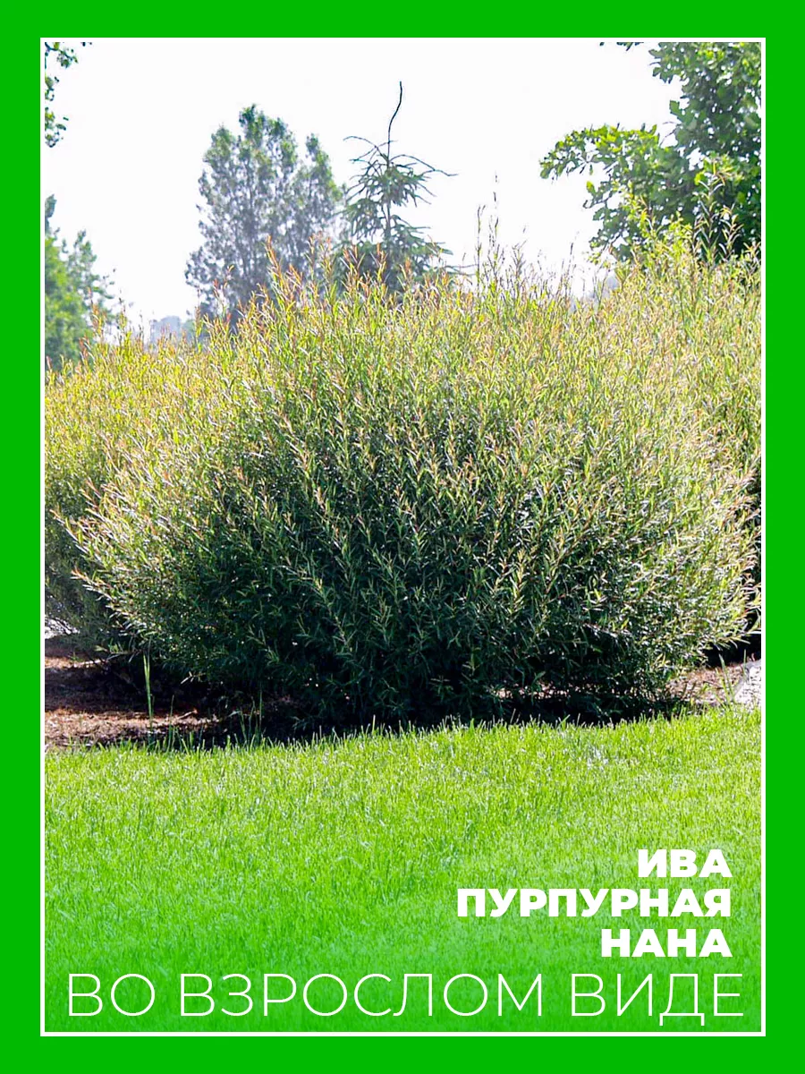 Ива пурпурная Нана