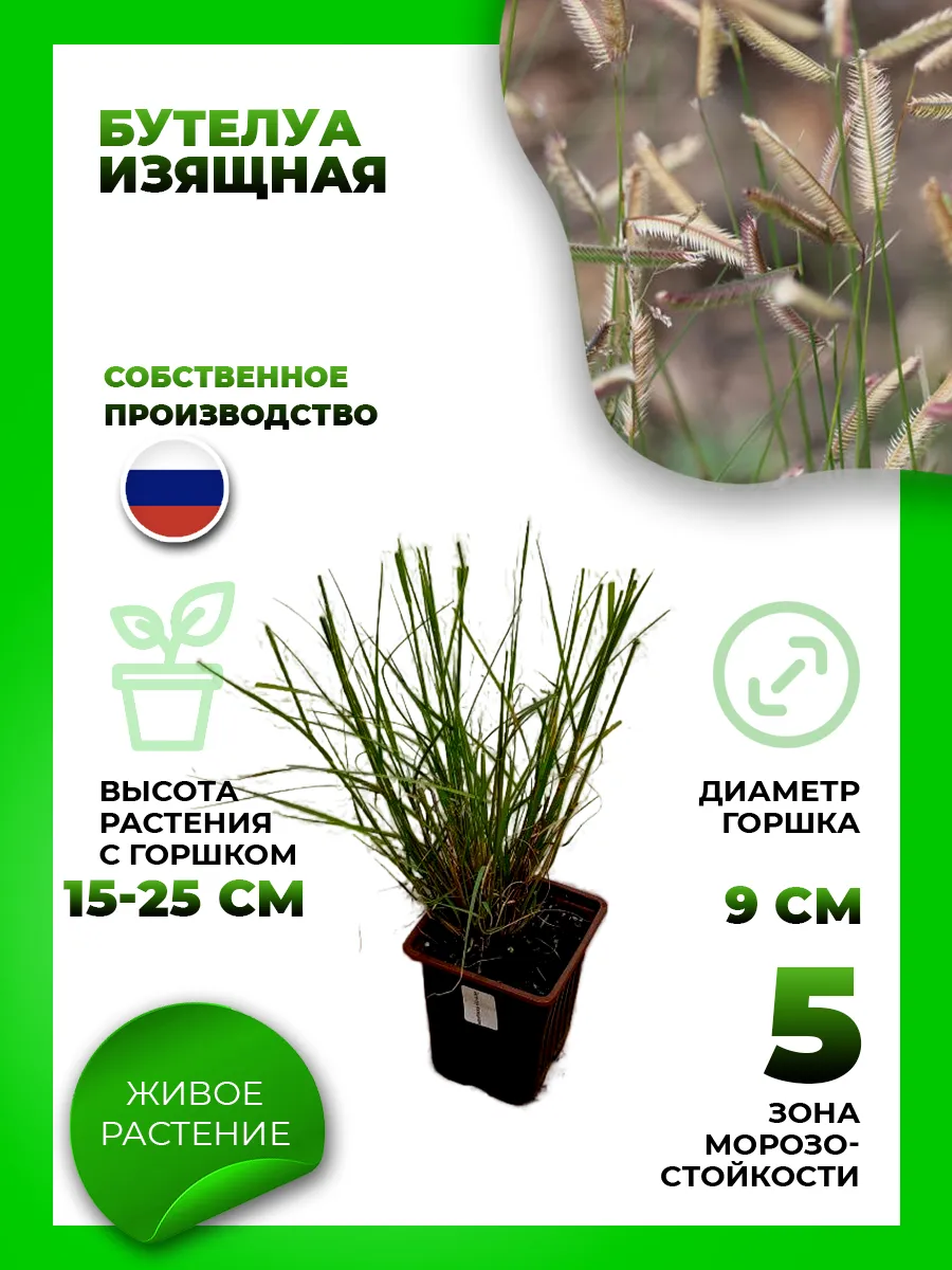 Бутелуа изящная