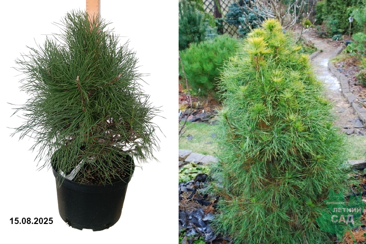 Сосна обыкновенная Ксаверув (Pinus sylvestris Xawery) С7,5