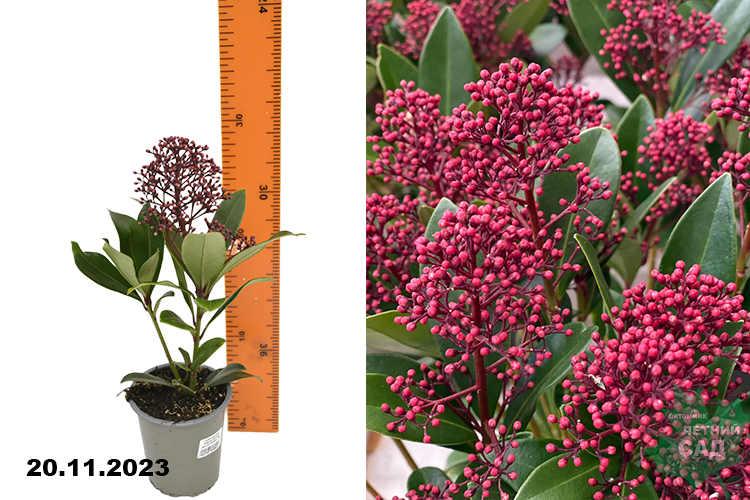 Скиммия японская Рубелла (Skimmia japonica Rubella)  Р9