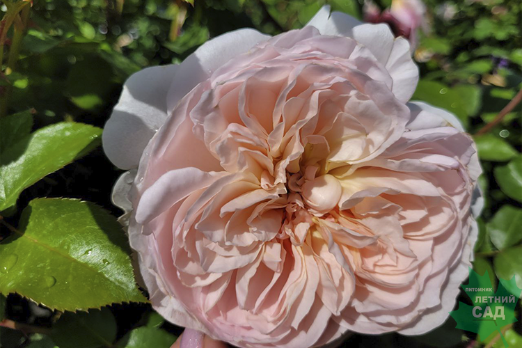 Роза английская Абрахам Дерби