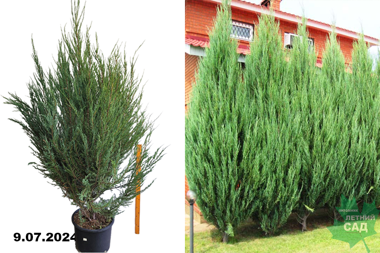 Можжевельник скальный Скайрокет (Juniperus scopulorum Skyrocket) C40