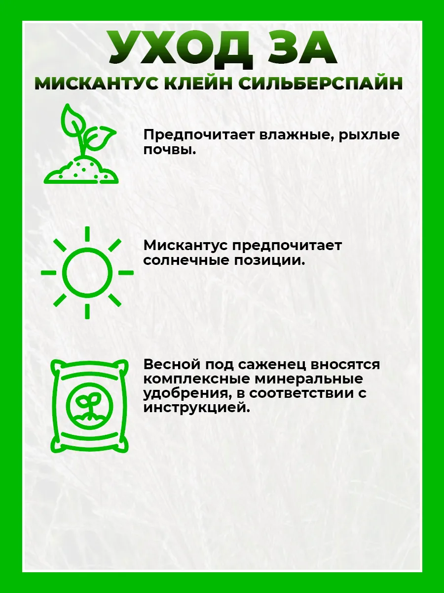 Мискантус китайский Клейн Сильберспайн