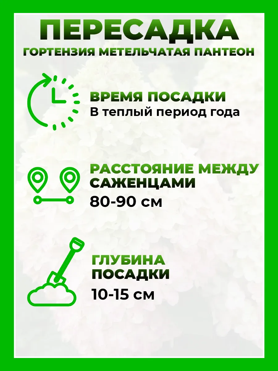 Гортензия метельчатая Пантеон