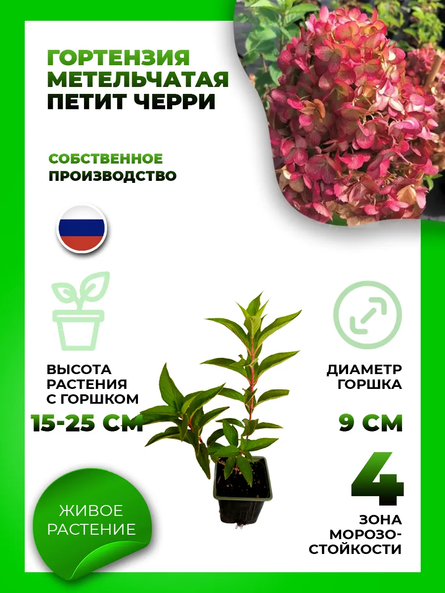 Гортензия метельчатая Петит Черри