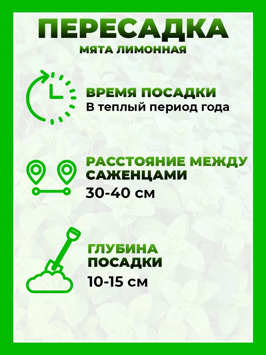 Мята Лимонная