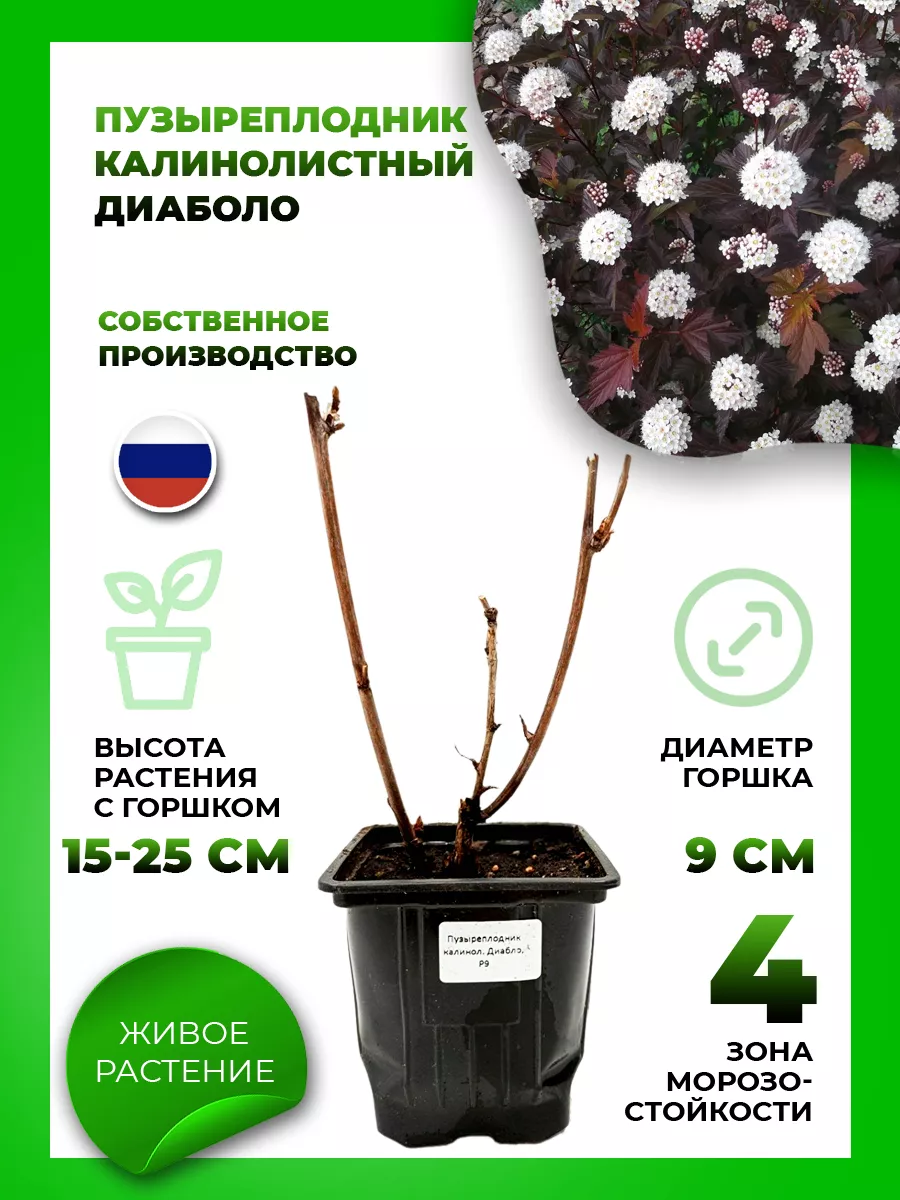 Пузыреплодник калинолистный Диаболо