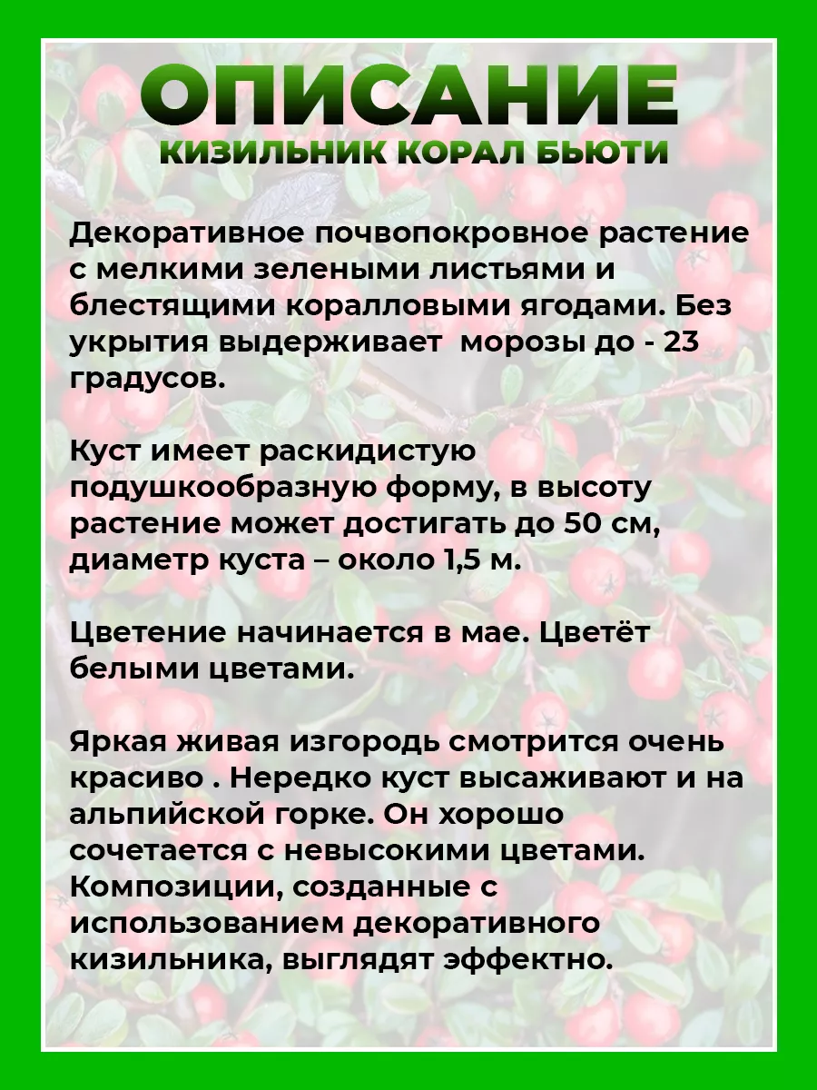 Кизильник гибридный Корал Бьюти