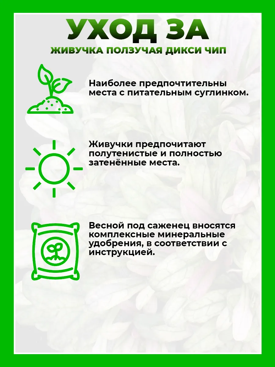 Живучка ползучая Дикси Чип