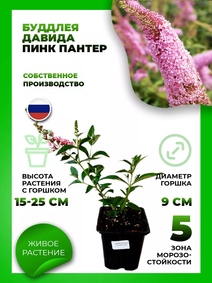 Буддлея Давида Пинк Пантер