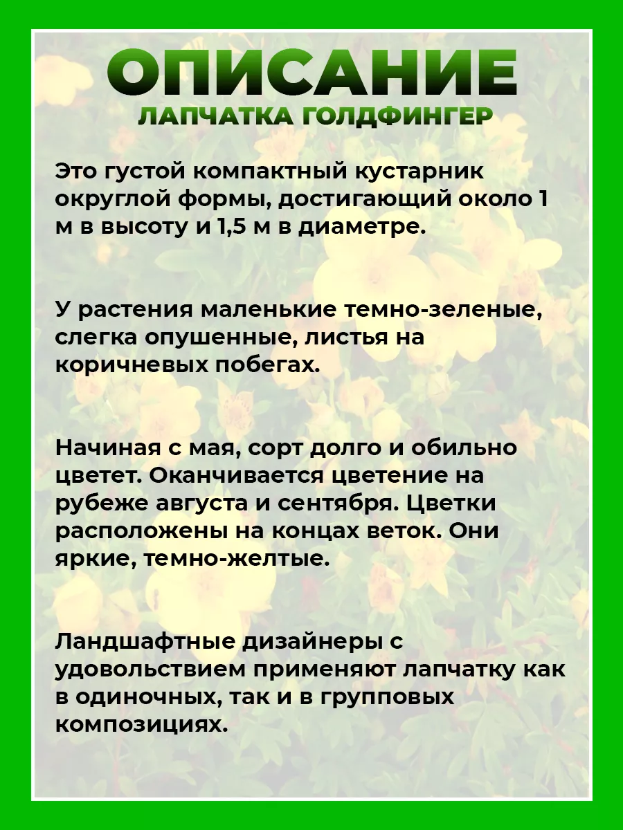 Лапчатка кустарниковая Голдфингер