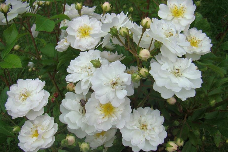 Роза мускусный гибрид Хэди Гримм (Rosa Hybrid Musk Hedi Grimm) ОКС