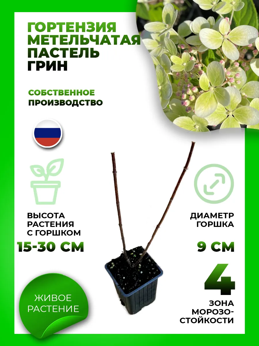 Гортензия метельчатая Пастель Грин