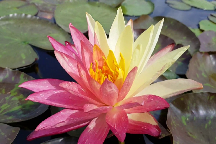 Нимфея Wanvisa