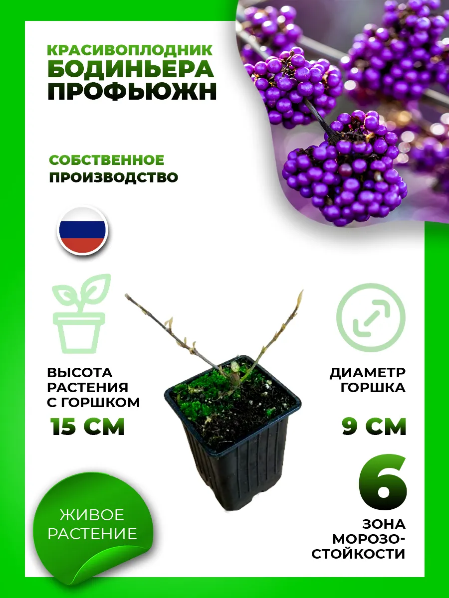 Красивоплодник бодиньера Профьюжн