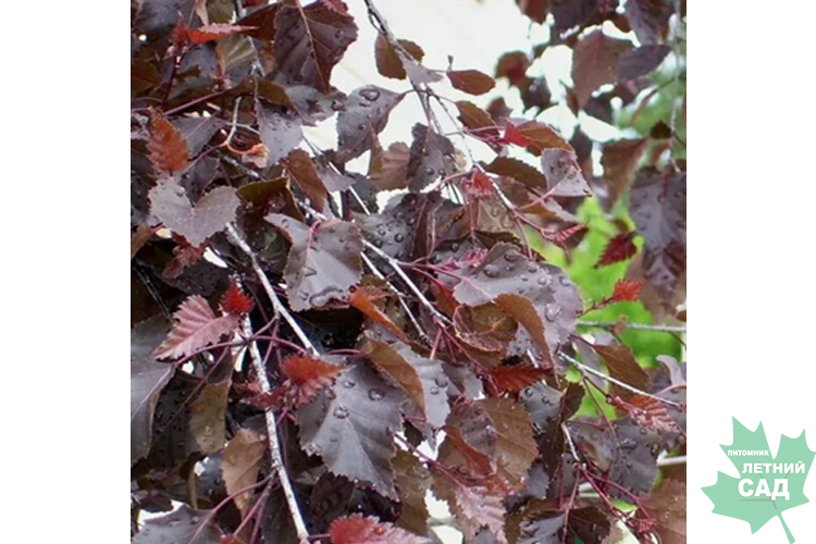 Береза Роял Фловер