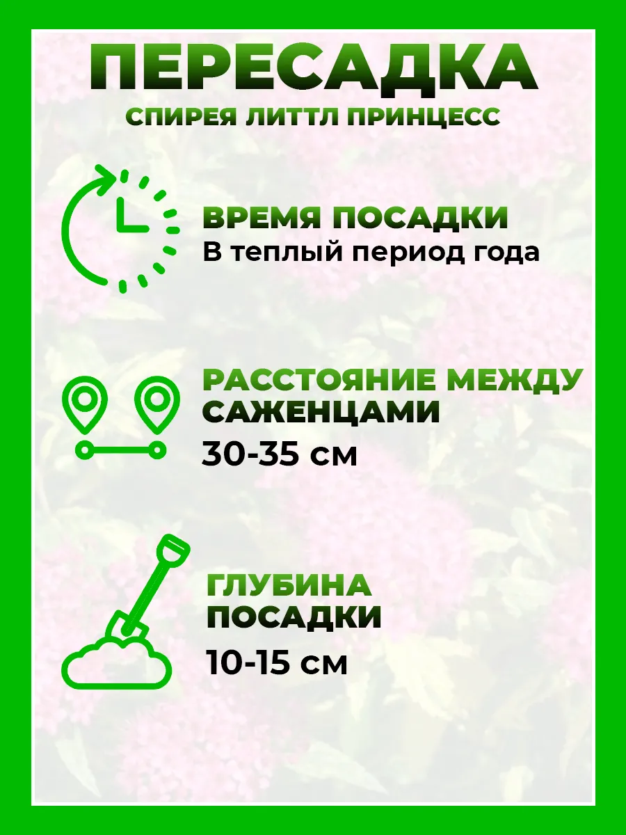 Спирея японская Литтл Принцесс