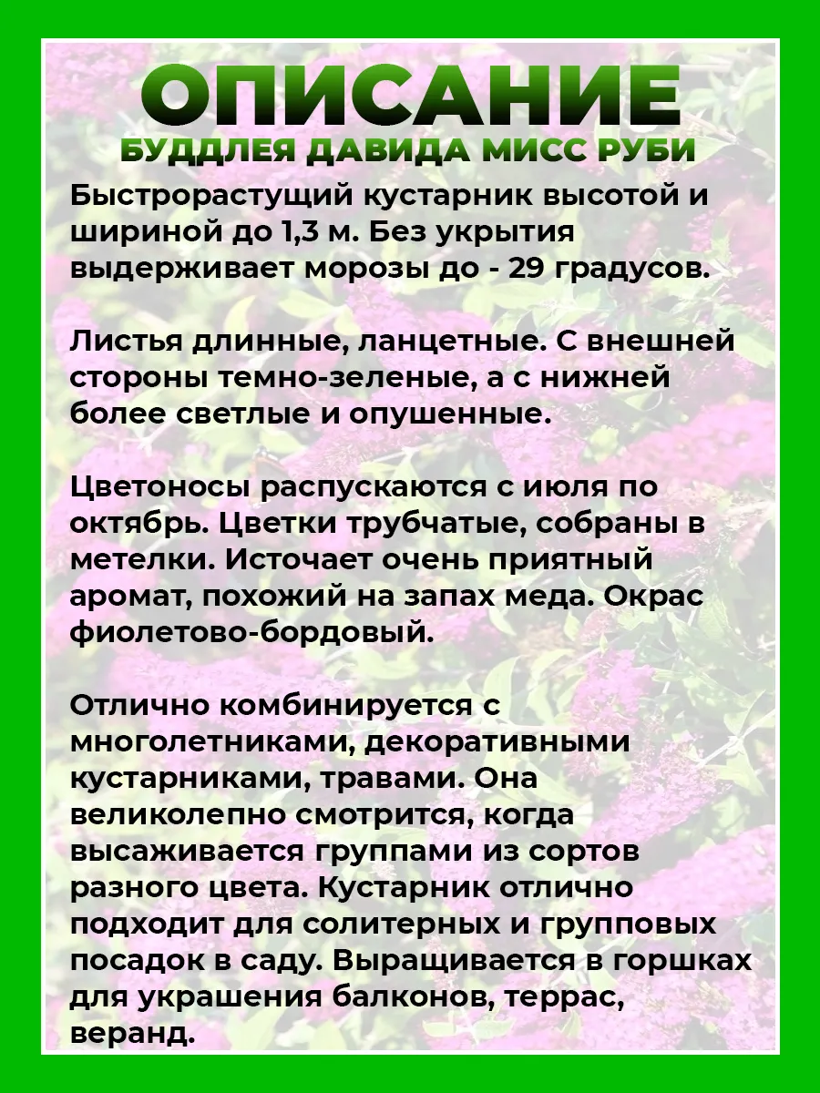 Буддлея Давида Мисс Руби