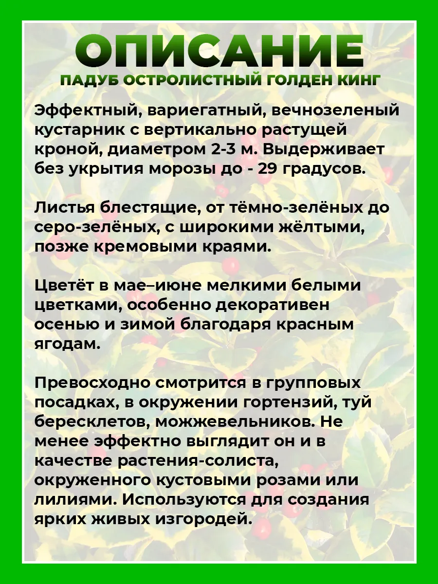 Падуб остролистный Голден Кинг