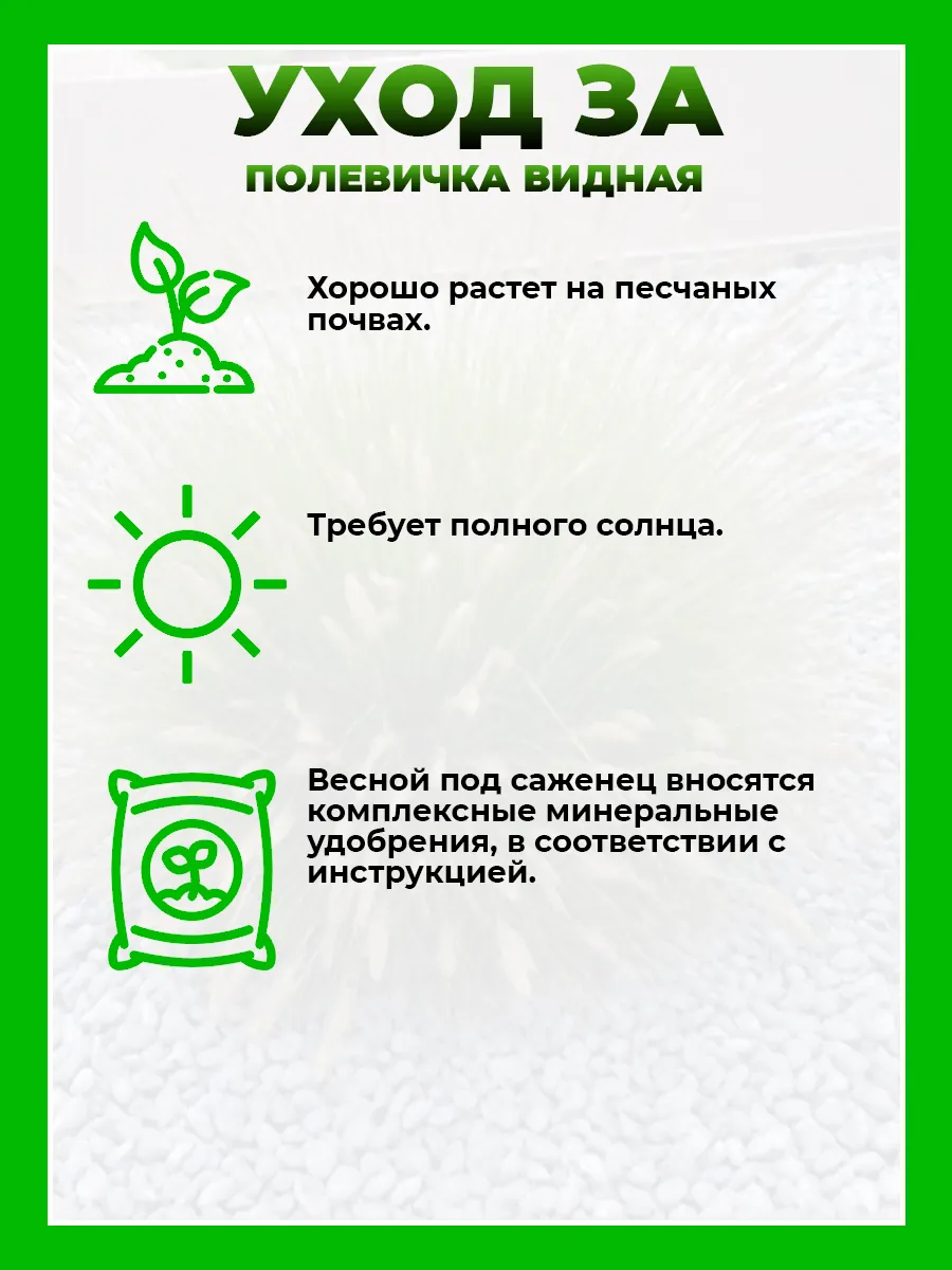 Полевичка видная
