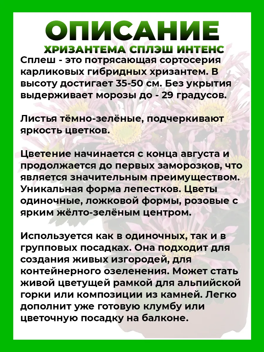 Хризантема крупноцветковая Сплэш Интенс